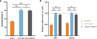 Regulatory role of Mss11 in Candida glabrata virulence: adhesion and biofilm formation